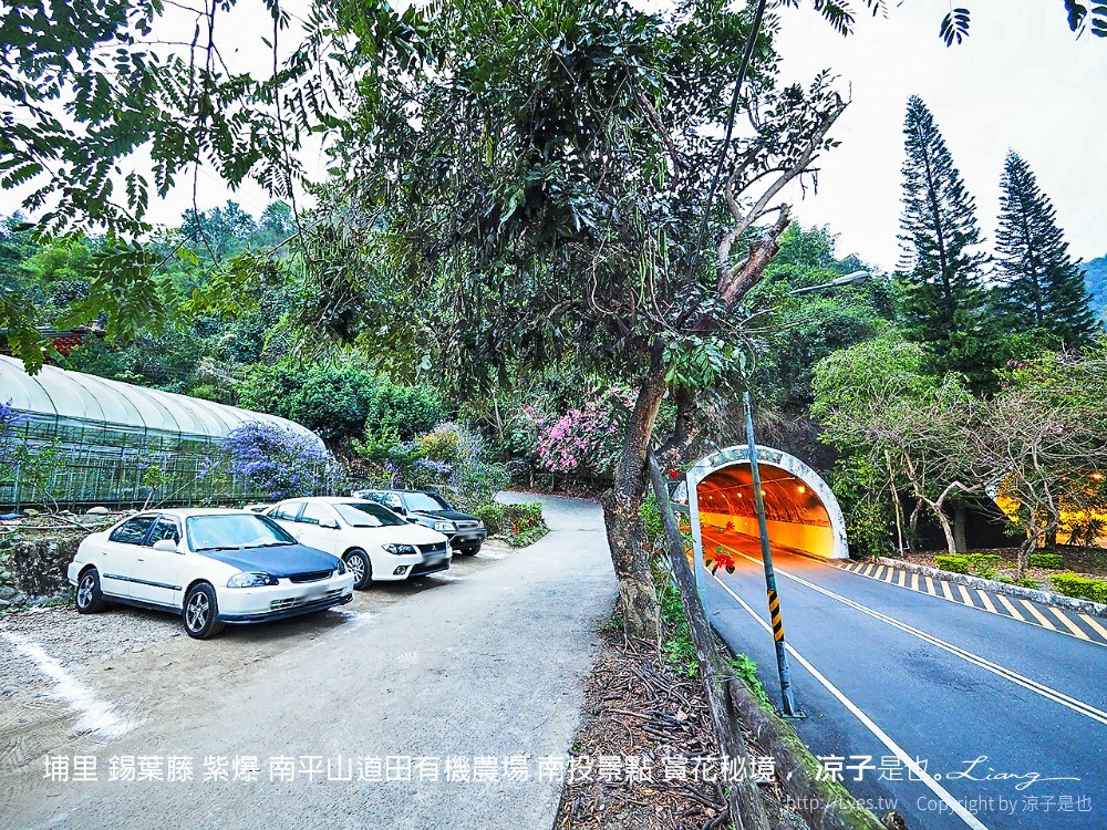 埔里 錫葉藤 紫爆 南平山道田有機農場 南投景點 賞花秘境