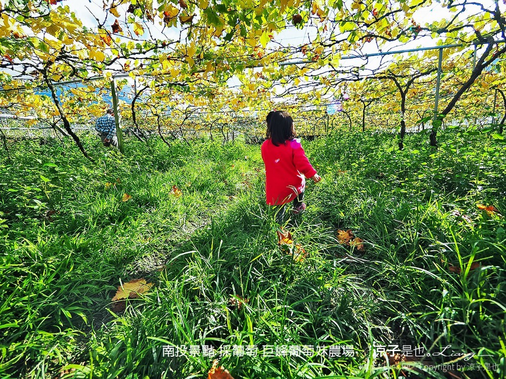 南投景點 採葡萄 巨峰葡萄妹農場