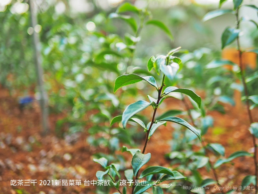 吃茶三千 菜單 台中茶飲 喫茶小舖 大英旗艦店 2021新品 推薦 凍頂烏龍鮮奶茶 紅包 春聯