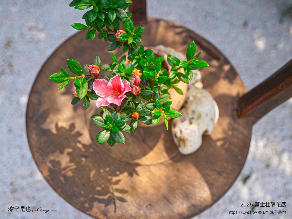 萬金杜鵑花展2025 金山中山溫泉公園 新北景點 北海岸活動 交通 展期 花藝造景 打卡必拍 懶人包