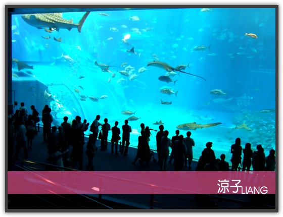 水族館15