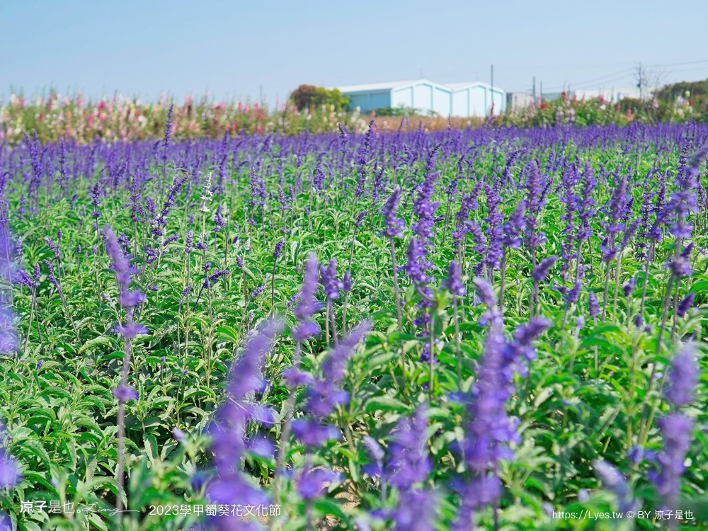 學甲蜀葵花文化節 2023 蜀葵花季 一丈紅迷宮 紫色鼠尾草 季節 花況 交通 學甲景點