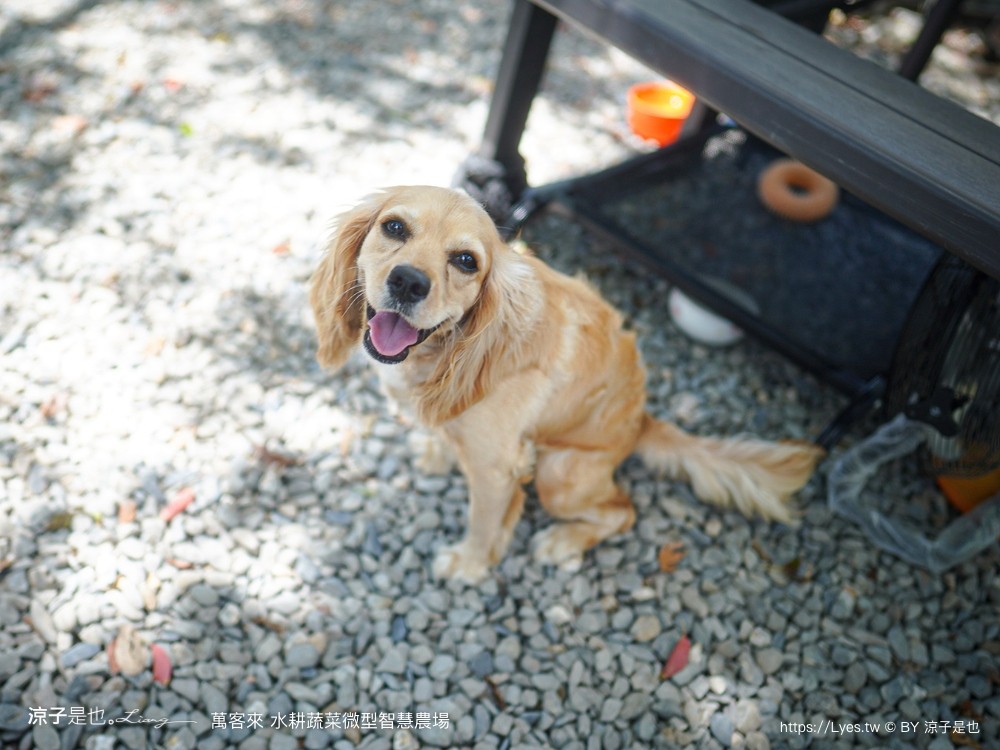 萬客來水耕蔬菜微型智慧農場 菜單 台南餐廳 台南美食 玻璃屋餐廳 台南景觀餐廳 早午餐