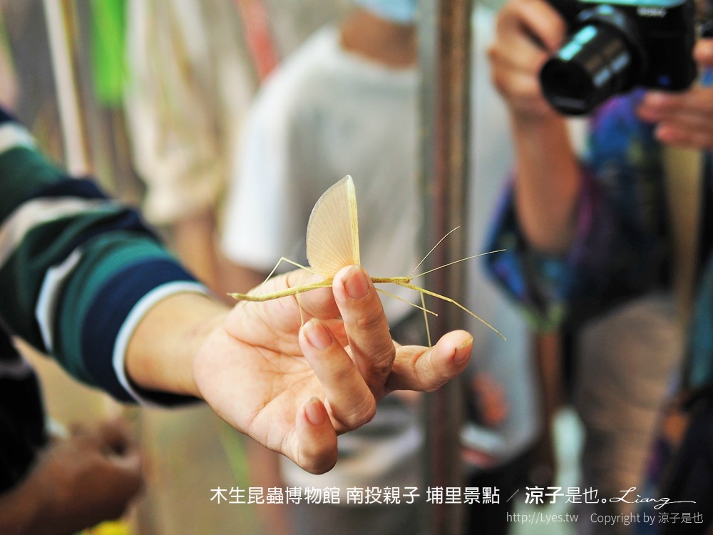 木生昆蟲博物館 南投親子 埔里景點