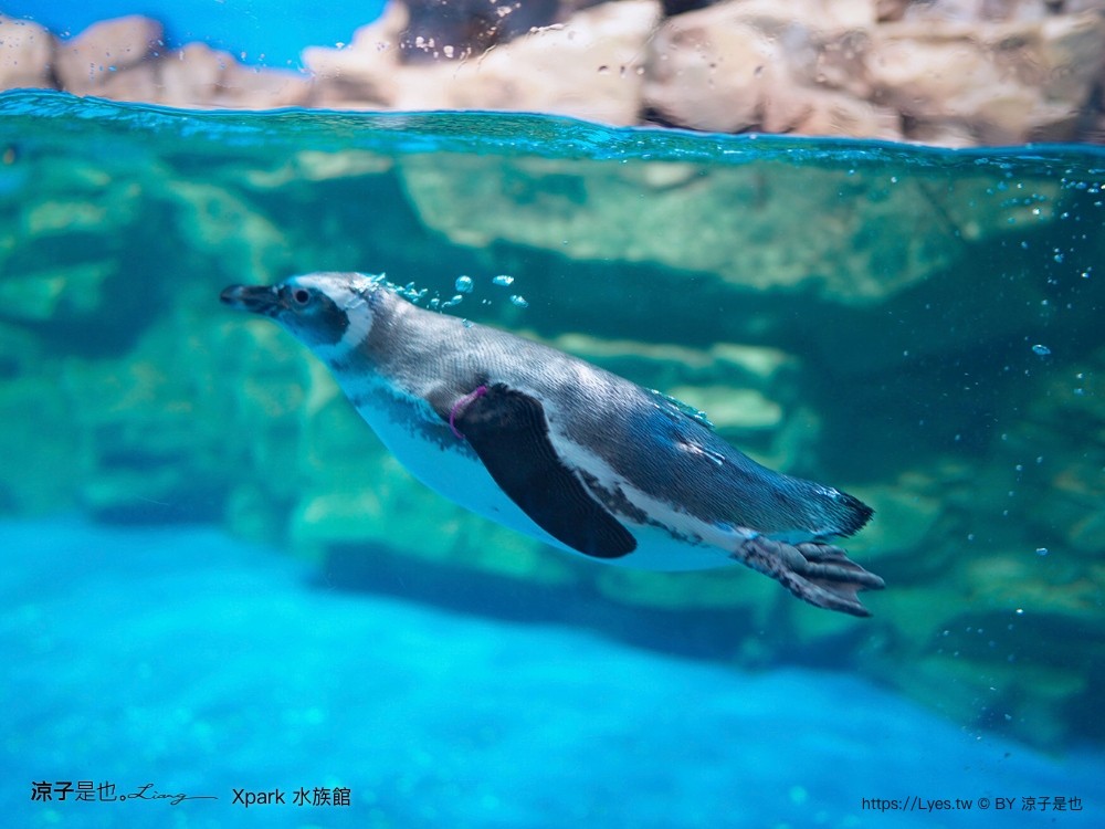 xpark水族館 門票優惠 桃園 親子景點 最新攻略 必看展區 美食餐廳 交通 停車 住宿