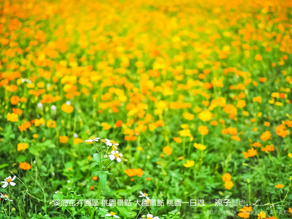 溪海休閒農業區 溪海花卉園區 桃園景點 大園景點 桃園一日遊