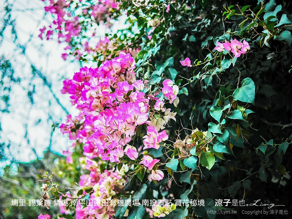 埔里 錫葉藤 紫爆 南平山道田有機農場 南投景點 賞花秘境