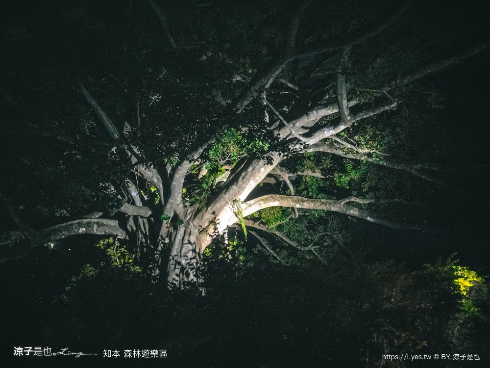 知本森林遊樂區 台東親子景點 夜探知森 夜間導覽 星象導覽 國家森林 台東景點 知本景點