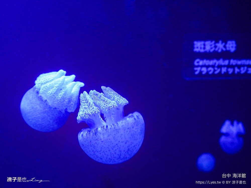 台中海洋館 門票優惠 交通 八大展區 免費票 台中親子景點 台中景點推薦 懶人包 攻略 必看特色