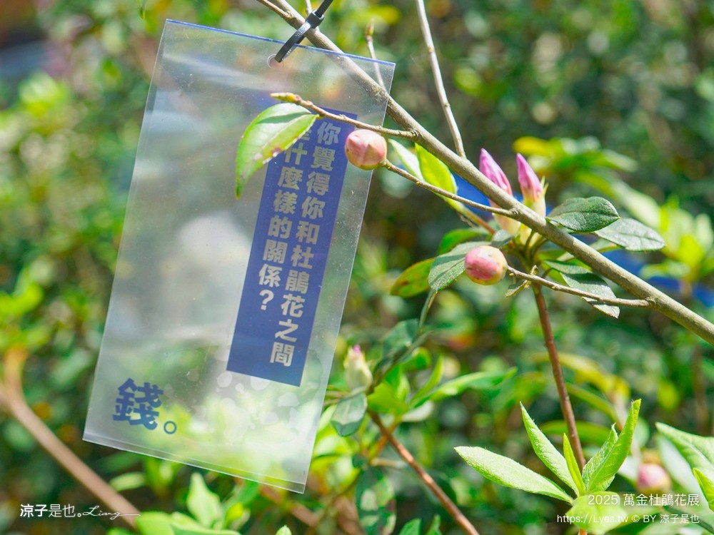 萬金杜鵑花展2025 金山中山溫泉公園 新北景點 北海岸活動 交通 展期 花藝造景 打卡必拍 懶人包