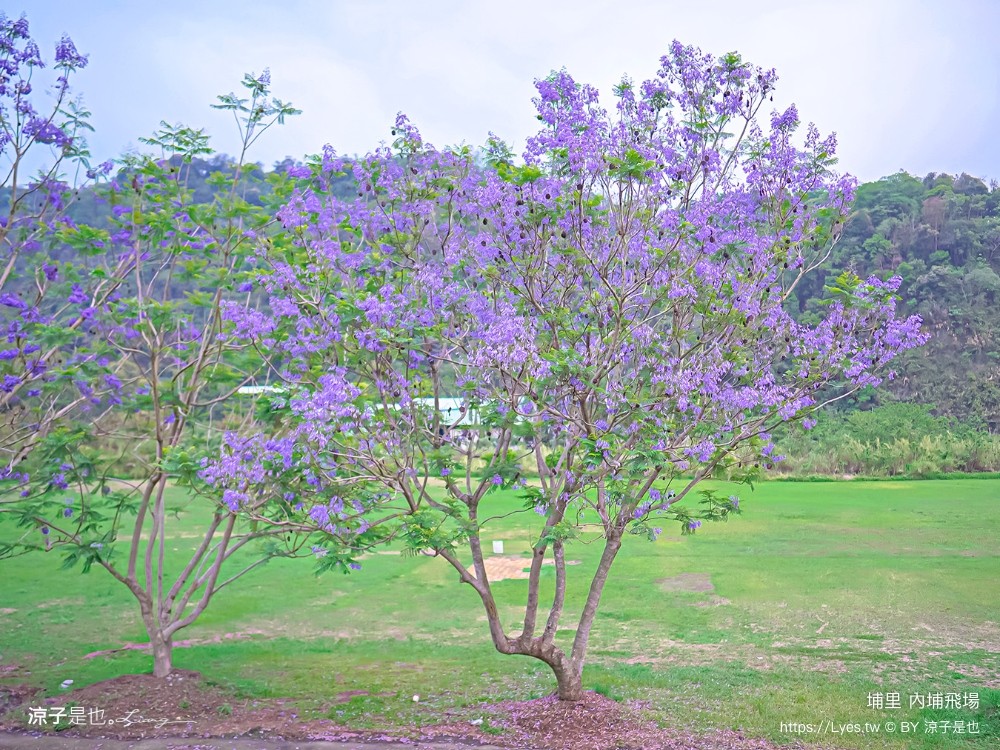 埔里景點 埔里內埔飛場 南投藍花楹花道 欒樹親子景點 賞花秘境 草地野餐 放風箏 玩球