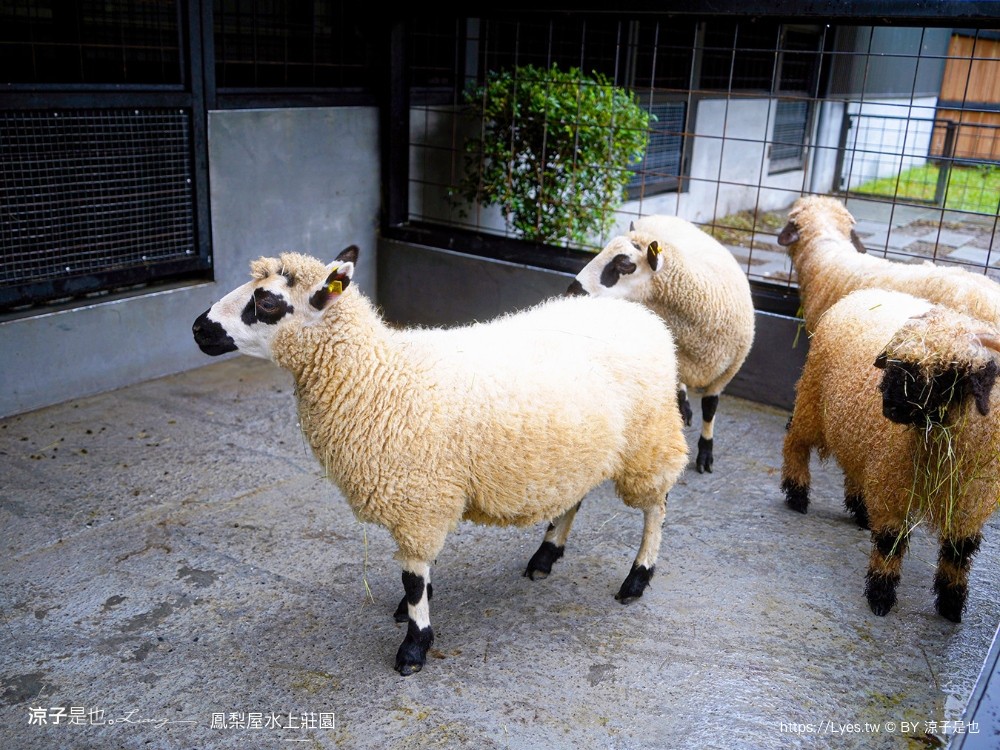 鳳梨屋水上莊園 宜蘭景點 一日遊 鳳梨屋門票 戲水池 動物園 水豚君 網美景點 水簾鞦韆 鳳梨泳池 餵羊 宜蘭豪華懶人露營 Villa 網美景點