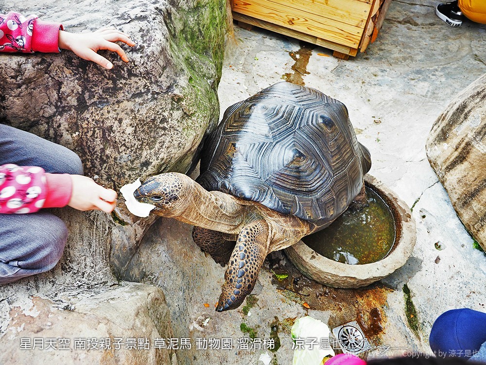 星月天空 南投親子景點 草泥馬 動物園 溜滑梯