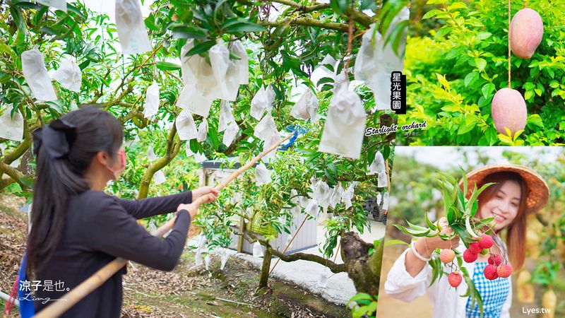 【台南景點】星光果園 免門票採芒果體驗 老闆超佛心 芒果全數義賣捐出 還可以預訂露營、划船、纜車團體活動 台南親子景點推薦