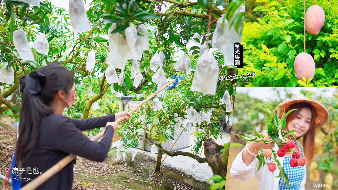 星光果園 台南景點 玉井芒果 免門票 親子景點 免費採果活動 台南農場 台南露營 diy 採芒果體驗 自然的鬥士
