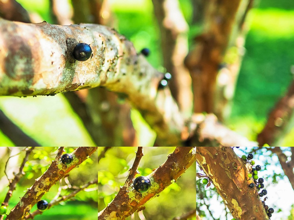 埔里景點-果寶歡酵觀光農場 親子採嘉寶果x樹葡萄果醬DIYx品嚐百香果沙拉 桃米生態村親子體驗好好玩