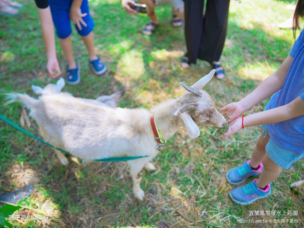 鳳梨屋水上莊 餵羊 早餐 晚餐 帳棚 親子diy