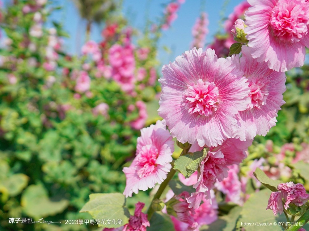 學甲蜀葵花文化節 2023 蜀葵花季 一丈紅迷宮 紫色鼠尾草 季節 花況 交通 學甲景點