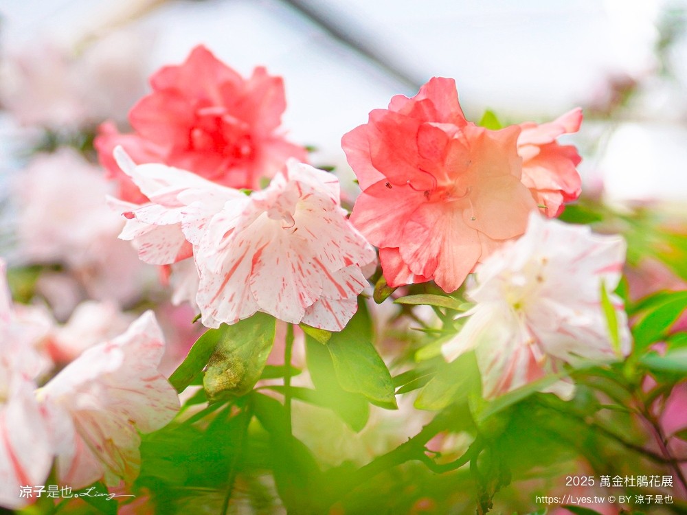 萬金杜鵑花展2025 金山中山溫泉公園 新北景點 北海岸活動 交通 展期 花藝造景 打卡必拍 懶人包