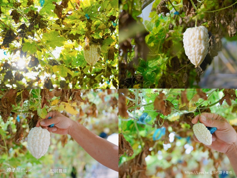 宏展農場 嘉義布袋一日遊 親子景點 美食小吃 伴手禮 布袋住宿 行程推薦 高跟鞋教堂
