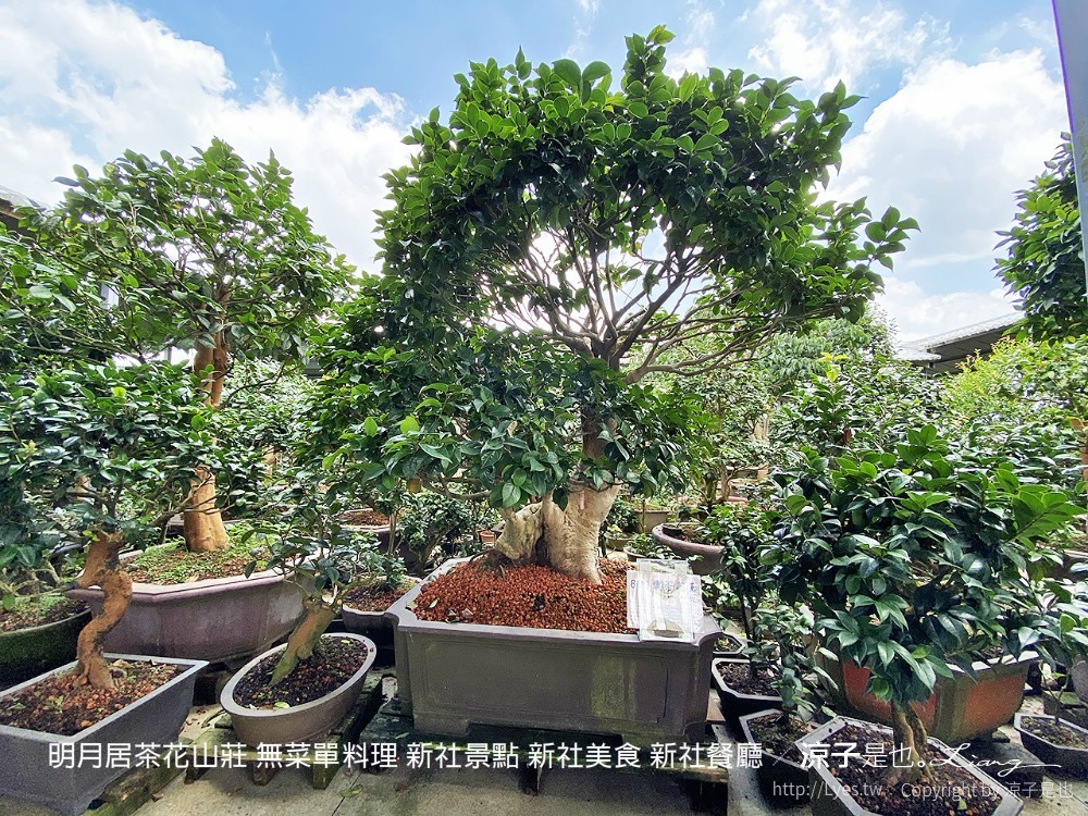 明月居茶花山莊 無菜單料理 新社景點 新社美食 新社餐廳