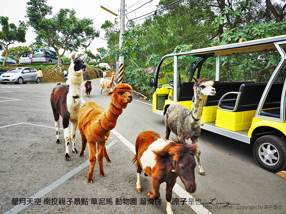 星月天空 南投親子景點 草泥馬 動物園 溜滑梯