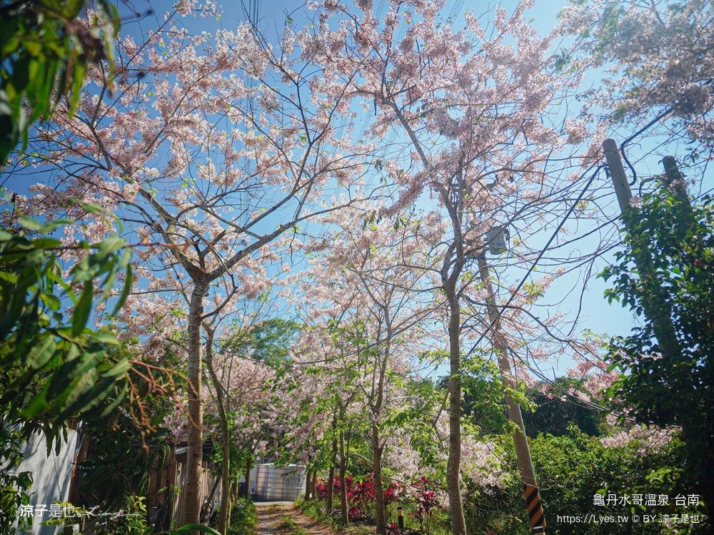 龜丹水哥溫泉區 台南景點 spa 露天溫泉池 花旗木秘境 水哥休閒農事體驗