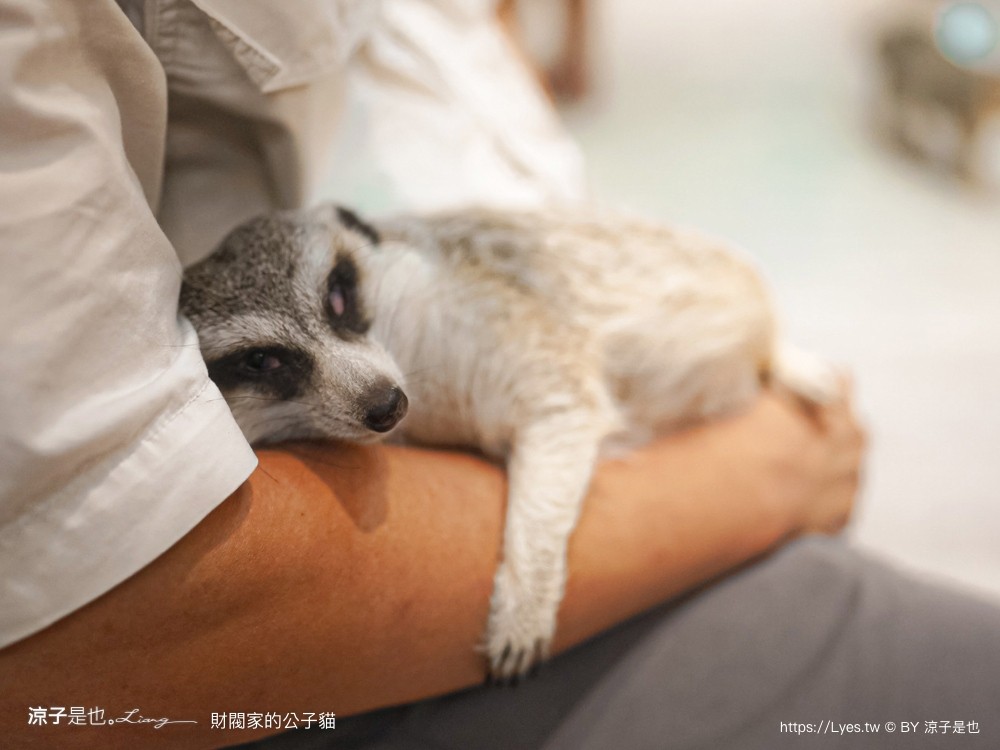 財閥家的公子貓 台南擼貓咖啡廳 台南景點推薦 狐獴 台南親子景點 室內景點 貓咪咖啡館 浣熊 狐獴 袋鼠 球蟒 雪貂 守宮