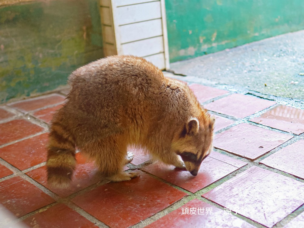 頑皮世界野生動物園攻略 門票優惠 台南親子景點 南台灣動物園 水豚君 長頸鹿 遊樂設施 戲水池