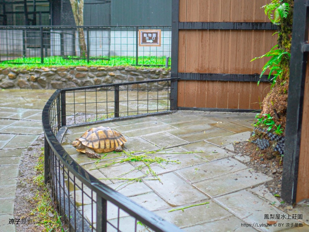 鳳梨屋水上莊園 宜蘭景點 一日遊 鳳梨屋門票 戲水池 動物園 水豚君 網美景點 水簾鞦韆 鳳梨泳池 餵羊 宜蘭豪華懶人露營 Villa 網美景點