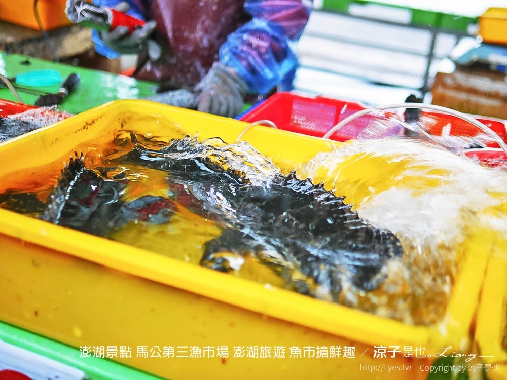澎湖景點 馬公第三漁市場 澎湖旅遊 魚市搶鮮趣