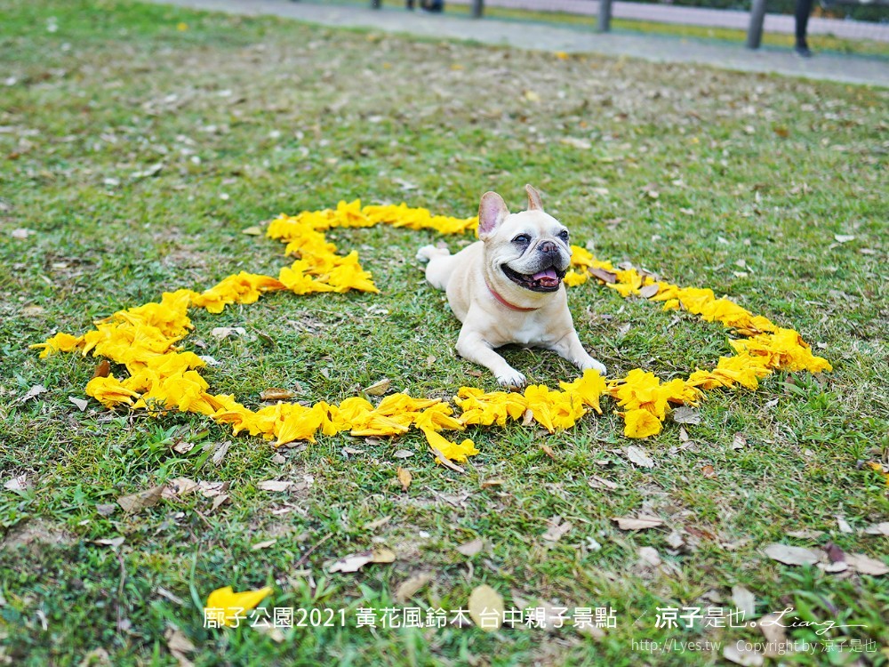 廍子公園2021 黃花風鈴木 台中親子景點
