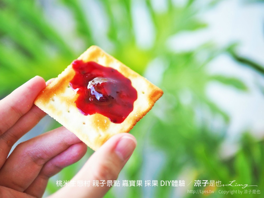桃米生態村 親子景點 嘉寶果 採果 diy體驗