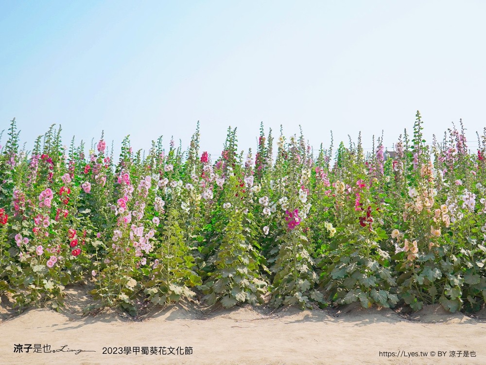 學甲蜀葵花文化節 2023 蜀葵花季 一丈紅迷宮 紫色鼠尾草 季節 花況 交通 學甲景點