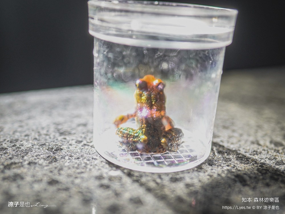 知本森林遊樂區 台東親子景點 夜探知森 夜間導覽 星象導覽 國家森林 台東景點 知本景點