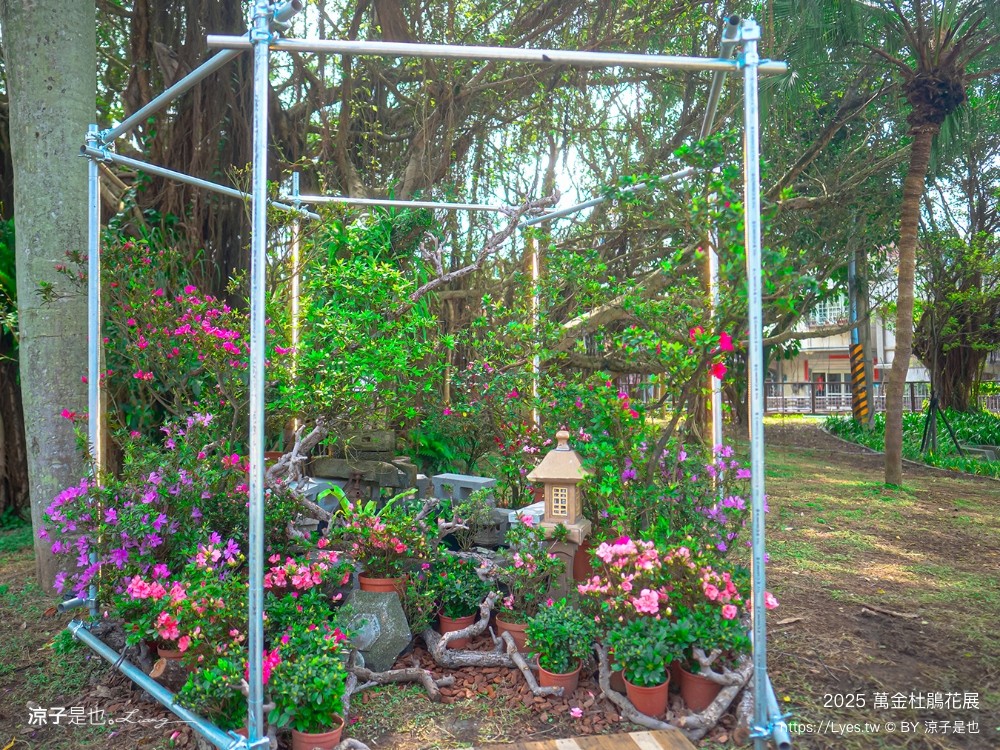 萬金杜鵑花展2025 金山中山溫泉公園 新北景點 北海岸活動 交通 展期 花藝造景 打卡必拍 懶人包