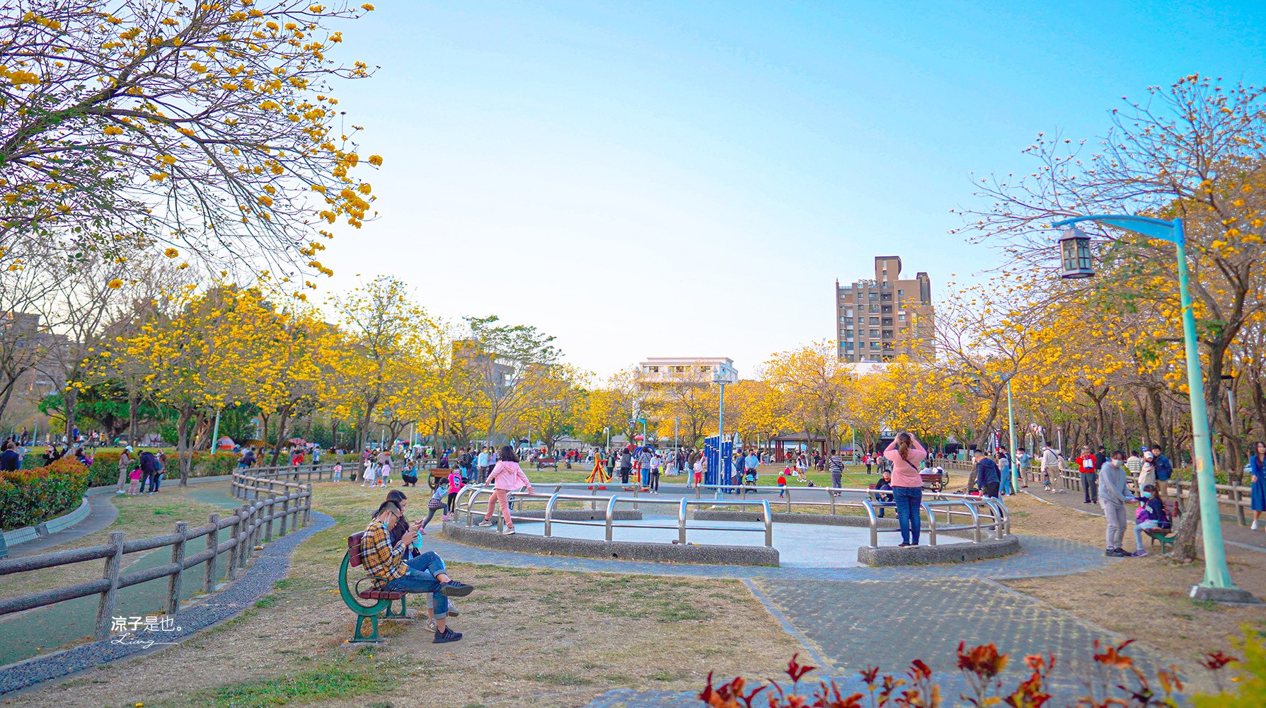 廍子公園2023 黃金風鈴木 台中親子景點 野餐 賞花