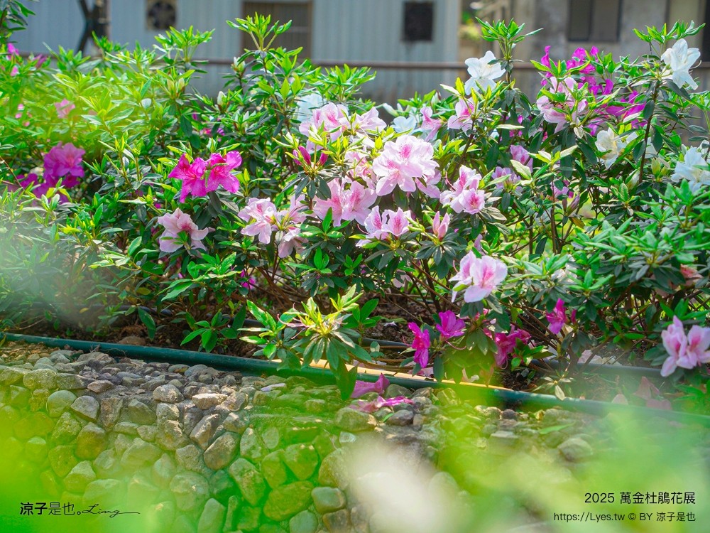 萬金杜鵑花展2025 金山中山溫泉公園 新北景點 北海岸活動 交通 展期 花藝造景 打卡必拍 懶人包