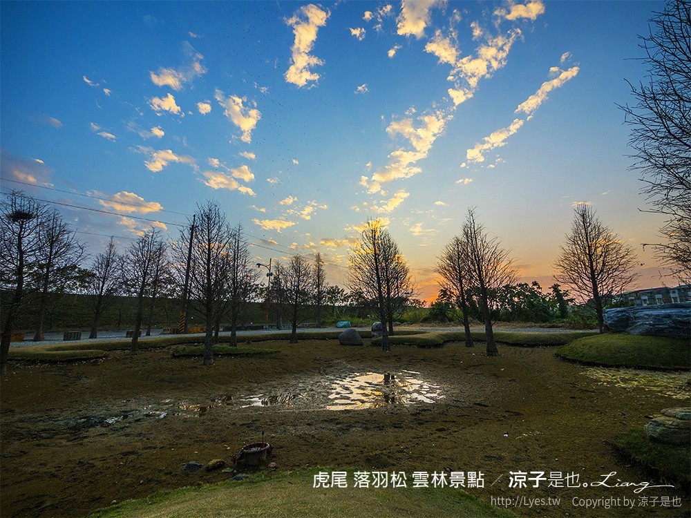 虎尾 落羽松 雲林景點