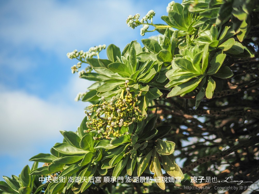 中央老街 澎湖天后宮 順承門 澎湖景點 細說媽宮