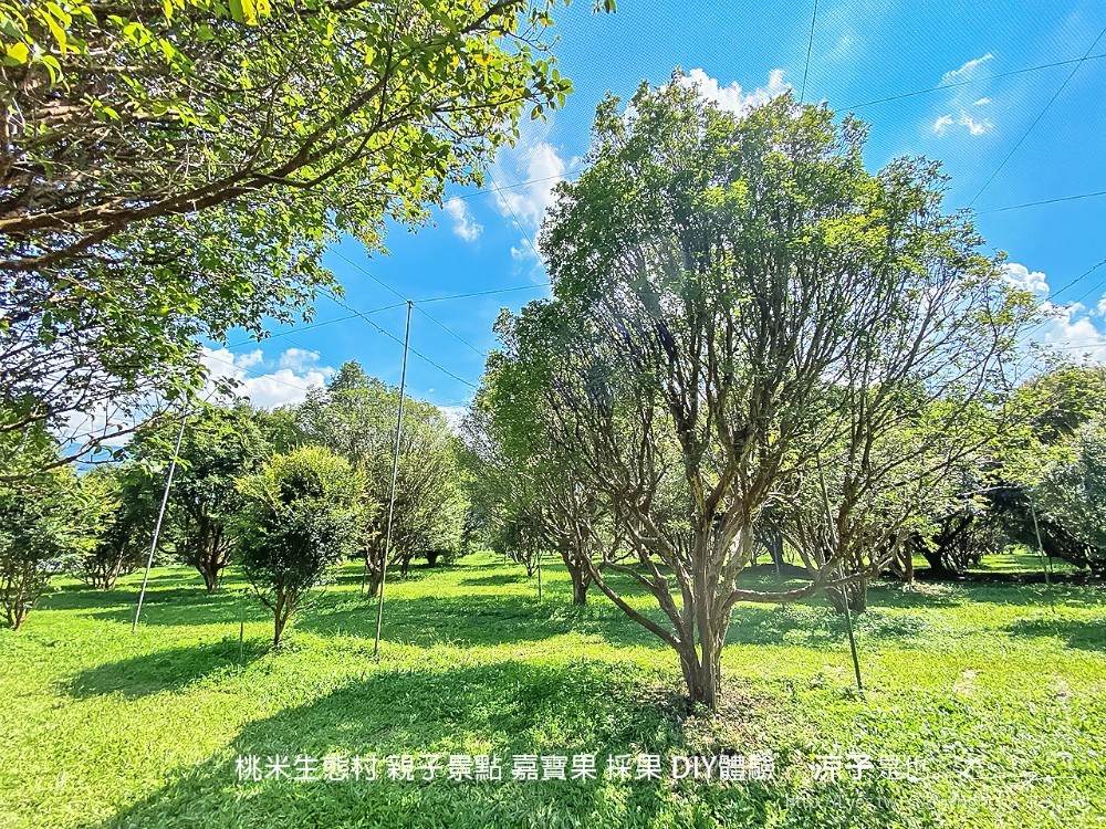 桃米生態村 南投埔里 親子景點 嘉寶果 採果 diy體驗