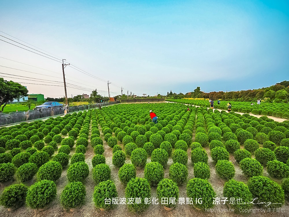 台版波波草 彰化 田尾 景點 ig