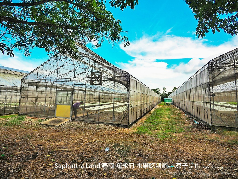 suphattra land 泰國 羅勇府 水果吃到飽
