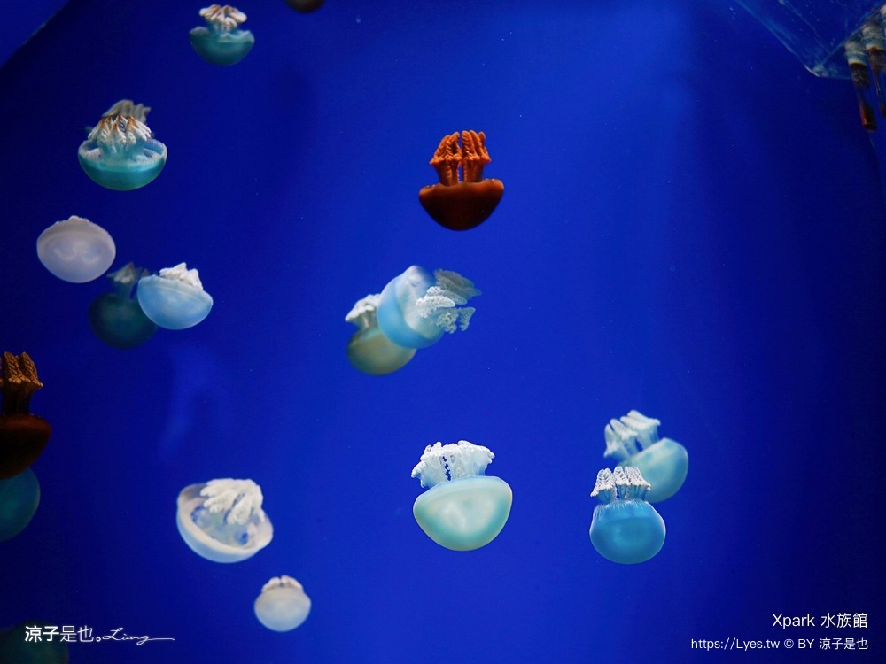 xpark水族館 門票優惠 桃園 親子景點 最新攻略 必看展區 美食餐廳 交通 停車 住宿