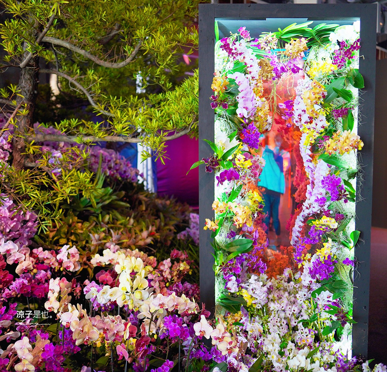 台灣國際蘭展 門票 2023時間 台南景點 魔境 恐龍 親子DIY 必看亮點 台南限定蘭花