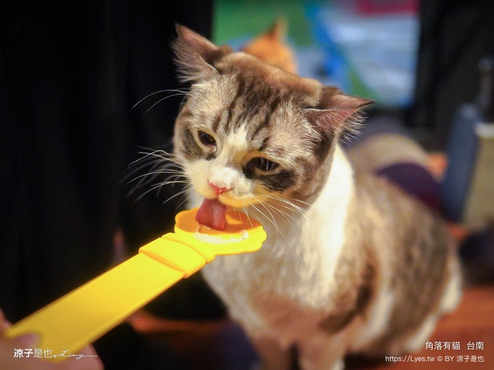 台南角落有貓 菜單 台南 貓咪咖啡廳 老宅餐廳 台南美食推薦 親子景點 日式老宅 貓奴 甜點