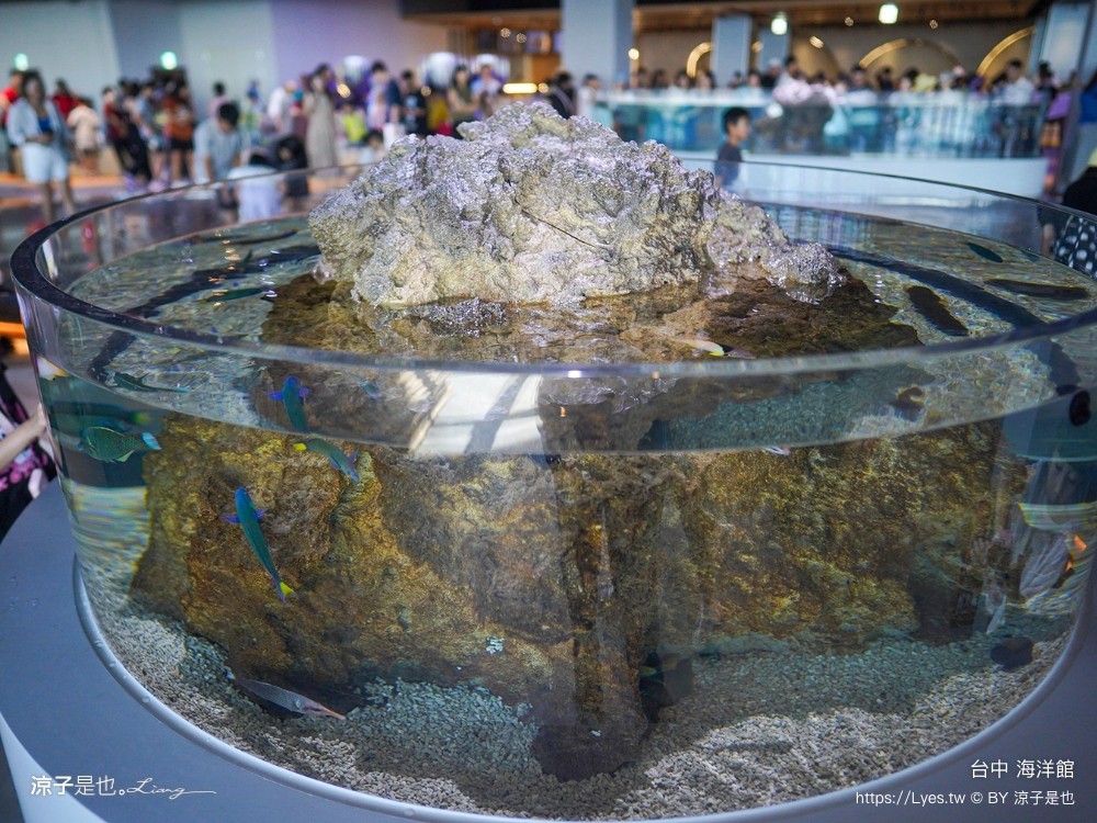 台中海洋館 門票優惠 交通 八大展區 免費票 台中親子景點 台中景點推薦 懶人包 攻略 必看特色