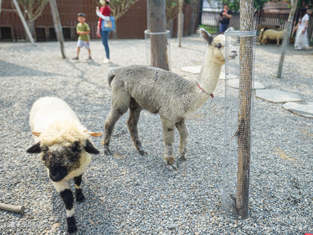 水與松萌萌園 門票 埔里 親子景點 動物園 埔里一日遊推薦 南投農場 羊駝 水豚君 南投景點