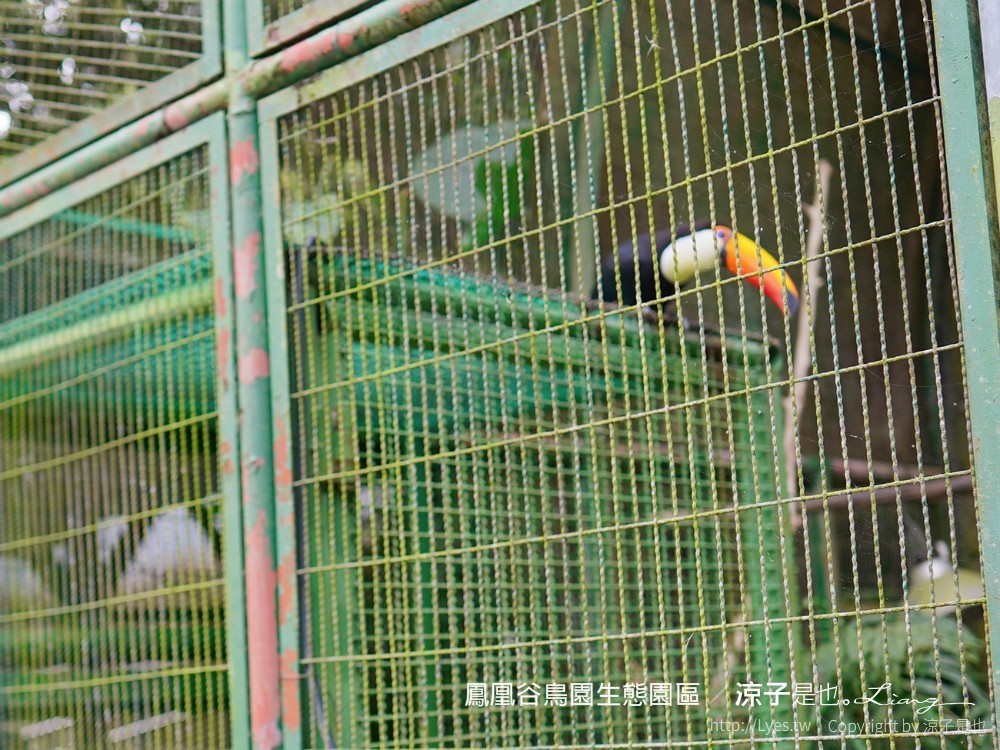 鳳凰谷鳥園生態園區 南投 親子景點 森林溜滑梯 賞鳥 DIY 鹿谷 步道 吊橋 瀑布