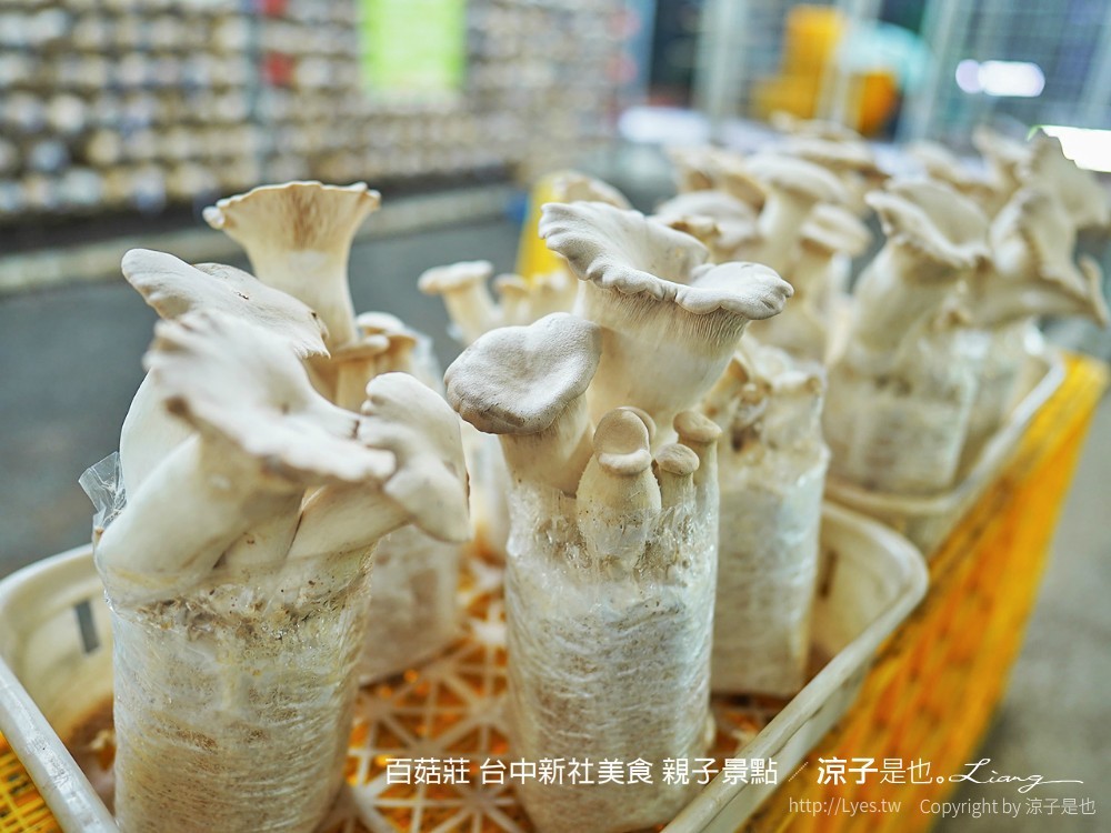 百菇莊 台中新社美食 親子景點